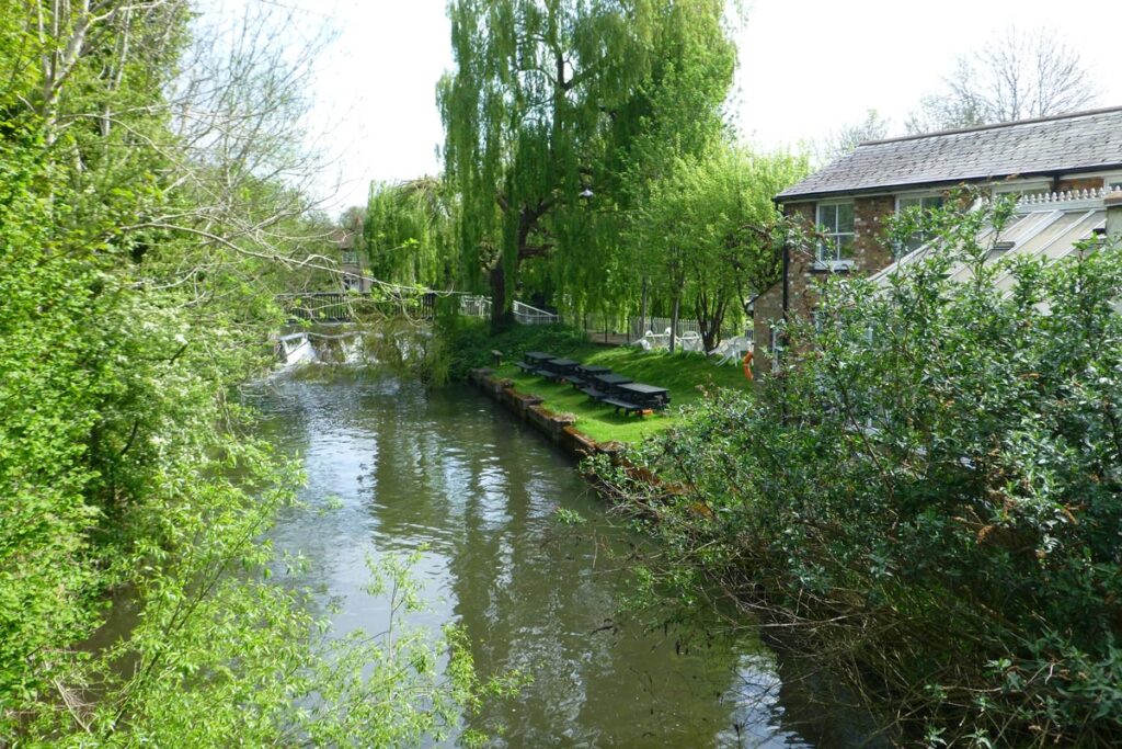 Japanese Knotweed is found on canal embankments.